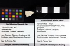 Foto (Objket + Etiketten) von Decapoda indet. 